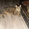 Ivy is registered to the contest to win money with this photo: cat, tabby, floor, wooden_floor, cage, pet, animal, indoor, domestic, feline, resting, looking, curious, eyes_reflecting, food, scattered, cage_bars, whiskers, tail, paws