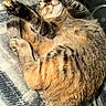 Ivy joined the competition — help win amazing prizes! cat, tabby, sleeping, paws, fur, striped, blanket, plaid, cozy, resting, indoor, sunlight, cute, pet, animal, whiskers, relaxed, soft, napping, closeup