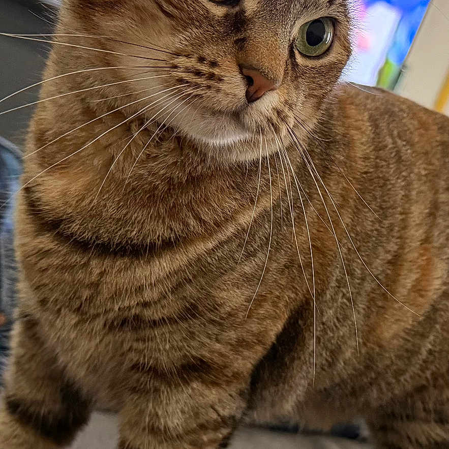 Ivy