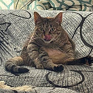 Ivy joined the competition — help win amazing prizes! cat, tabby, pet, indoor, couch, furniture, patterned, tongue_out, cute, chubby, relaxed, cozy, home, animal, whiskers, ears, sitting, fur, tail, looking