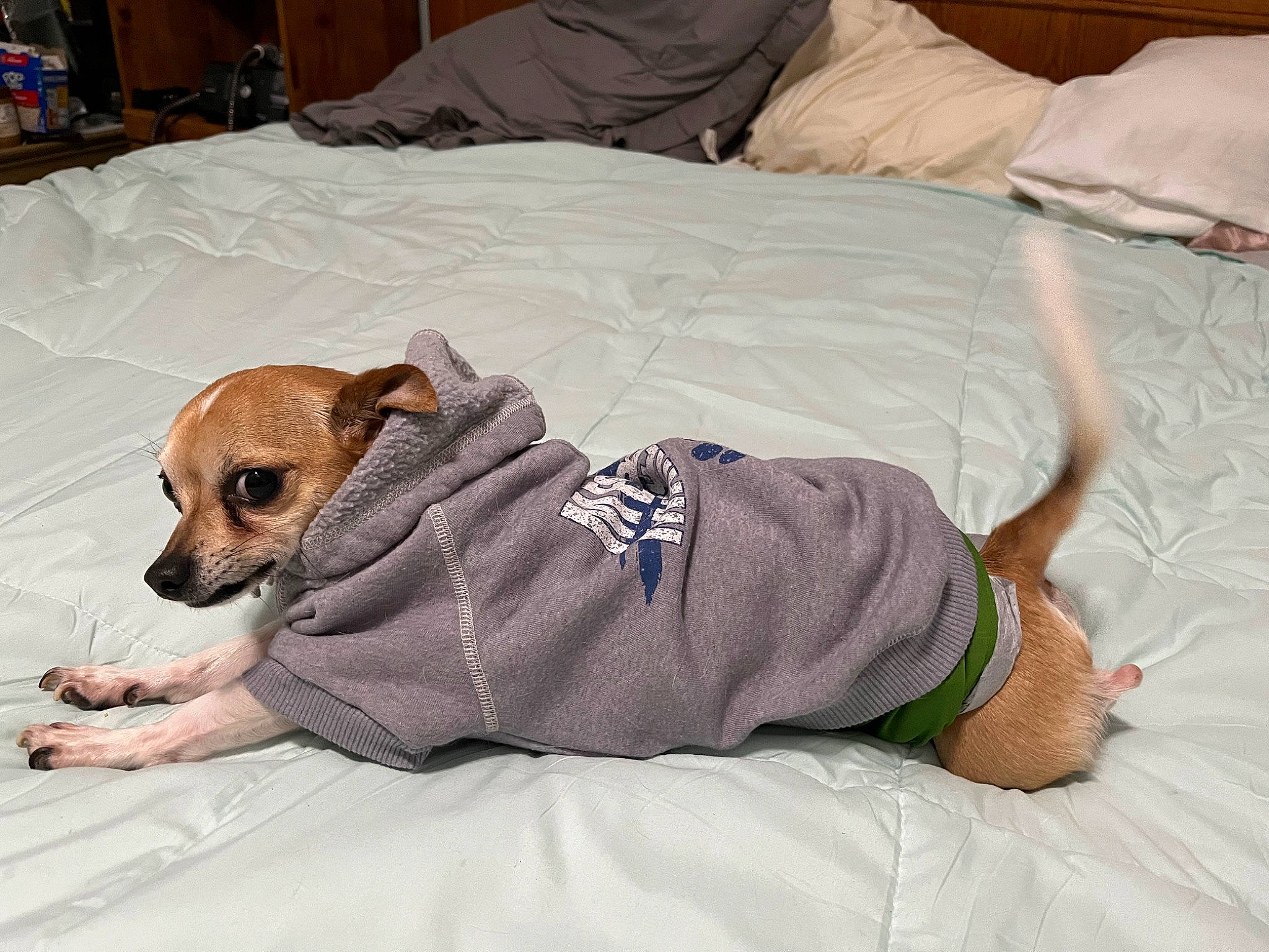 Joey joined the competition — help win amazing prizes! bed, bed_sheet, bedding, blanket, canidae, carnivore, comfort, companion_dog, dog, dog_breed, dog_supply, duvet, fawn, fur, linens, paw, room, sporting_group, toy_dog, working_animal