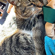 Fripouille a rejoint le concours — aidez-le/la à gagner de superbes lots ! cat, tabby, feline, sleeping, cozy, blanket, fabric, sunlight, whiskers, fur, closeup, resting, indoor, pet, cute, animal, soft, relaxed, comfort, nap