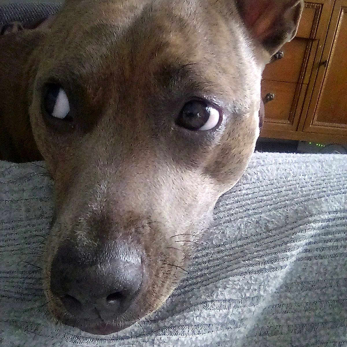 Cinnamon