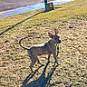 Cinnamon Mouse joined the competition — help win amazing prizes! alert, animal, brindle, canine, collar, daylight, dog, ears_up, grass, ground, leash, nature, outdoor, park, pet, shadow, side_view, summer, sunlight, walk