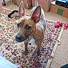 Cinnamon Mouse is registered to the contest to win money with this photo: animal, boxes, brindle, carpet, carpet_pattern, collar, curious, dog, domestic, ears, floor, foot, home, indoor, living_room, looking, pet, rug, tail, toys