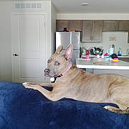 Cinnamon Mouse is registered to the contest to win money with this photo: dog, couch, indoor, living_room, furniture, collar, pet, brown_dog, kitchen, refrigerator, counter, household_items, door, relaxed, animal, looking_back, floor, domestic, home, curious