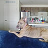 dog, couch, indoor, living_room, furniture, collar, pet, brown_dog, kitchen, refrigerator, counter, household_items, door, relaxed, animal, looking_back, floor, domestic, home, curious