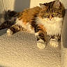 animal, cat, chair, comfortable, cozy, domestic, feline, fluffy, furniture, green_eyes, indoor, long_fur, pet, relaxed, resting, shadow, sunlight, tabby, warm_light, white_paws