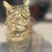 Miu Miu participe au concours pour gagner de l'argent avec cette photo : animal, blurred_background, cat, close_up, collar, curious, domestic_animal, ears, feline, focused, fur, green_eyes, indoor, mammal, pet, portrait, sitting, soft_light, tabby, whiskers