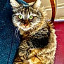 Miu Miu participe au concours pour gagner de l'argent avec cette photo : animal, cat, close_up, cozy, curious, domestic_cat, feline, fluffy_fur, fur_texture, green_eyes, household, indoor, lying_down, pet, portrait, red_seat, relaxed, tabby_cat, whiskers, wooden_chair