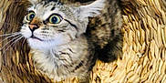 Miu Miu participe au concours pour gagner de l'argent avec cette photo : animal, basket, cat, close_up, cozy, curious, cute, cute_pet, domestic_cat, feline, fur, indoor, looking_up, pet, sitting, soft, tabby, texture, whiskers, wide_eyes
