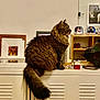 Miu Miu a rejoint le concours — aidez-le/la à gagner de superbes lots ! animal, cabinet, cat, curious, decor, domestic, feline, fluffy, framed_photos, fur, household, indoor, ornaments, pet, portrait, quiet, sitting, tabby, tail, wooden_shelf