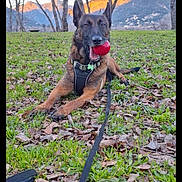 Zen participe au concours pour gagner de l'argent avec cette photo : dog, belgian_malinois, ball, leash, harness, grass, leaves, trees, mountains, sunset, outdoor, nature, pet, animal, playing, tongue, landscape, park, daytime, canine