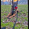 dog, belgian_malinois, ball, leash, harness, grass, leaves, trees, mountains, sunset, outdoor, nature, pet, animal, playing, tongue, landscape, park, daytime, canine