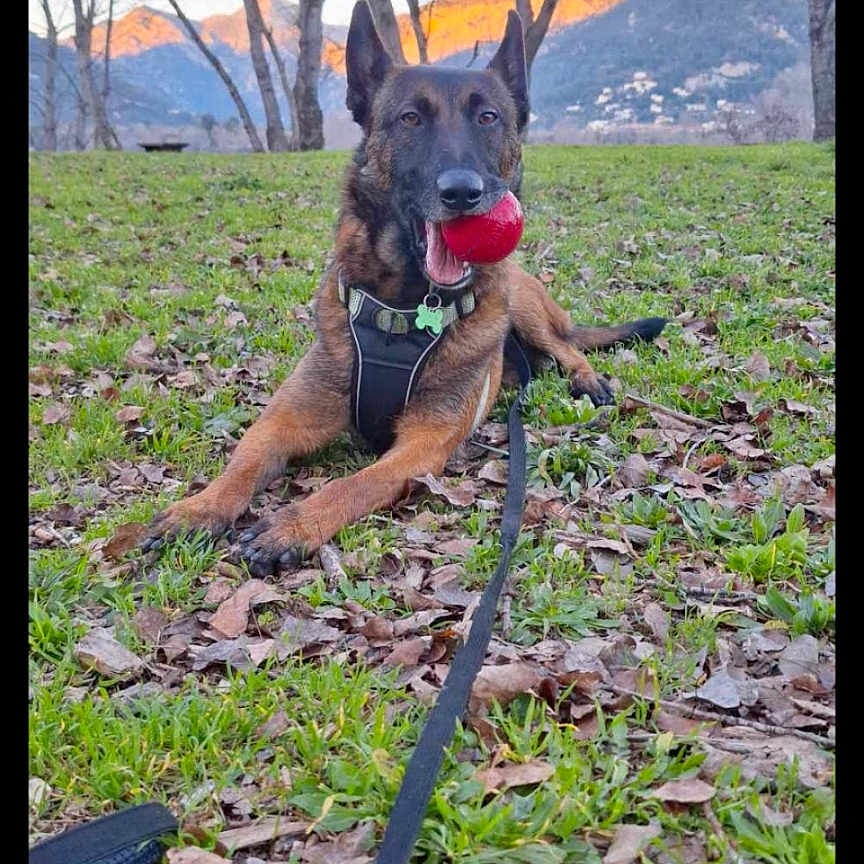 Zen participe au concours pour gagner de l'argent avec cette photo : dog, belgian_malinois, ball, leash, harness, grass, leaves, trees, mountains, sunset, outdoor, nature, pet, animal, playing, tongue, landscape, park, daytime, canine