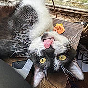 Obi is registered to the contest to win money with this photo: cat, black_and_white, tongue_out, upside_down, yellow_eyes, whiskers, wooden_surface, window, screen, indoor, pet, playful, curious, close_up, feline, animal, domestic, cute, messy_background, ears