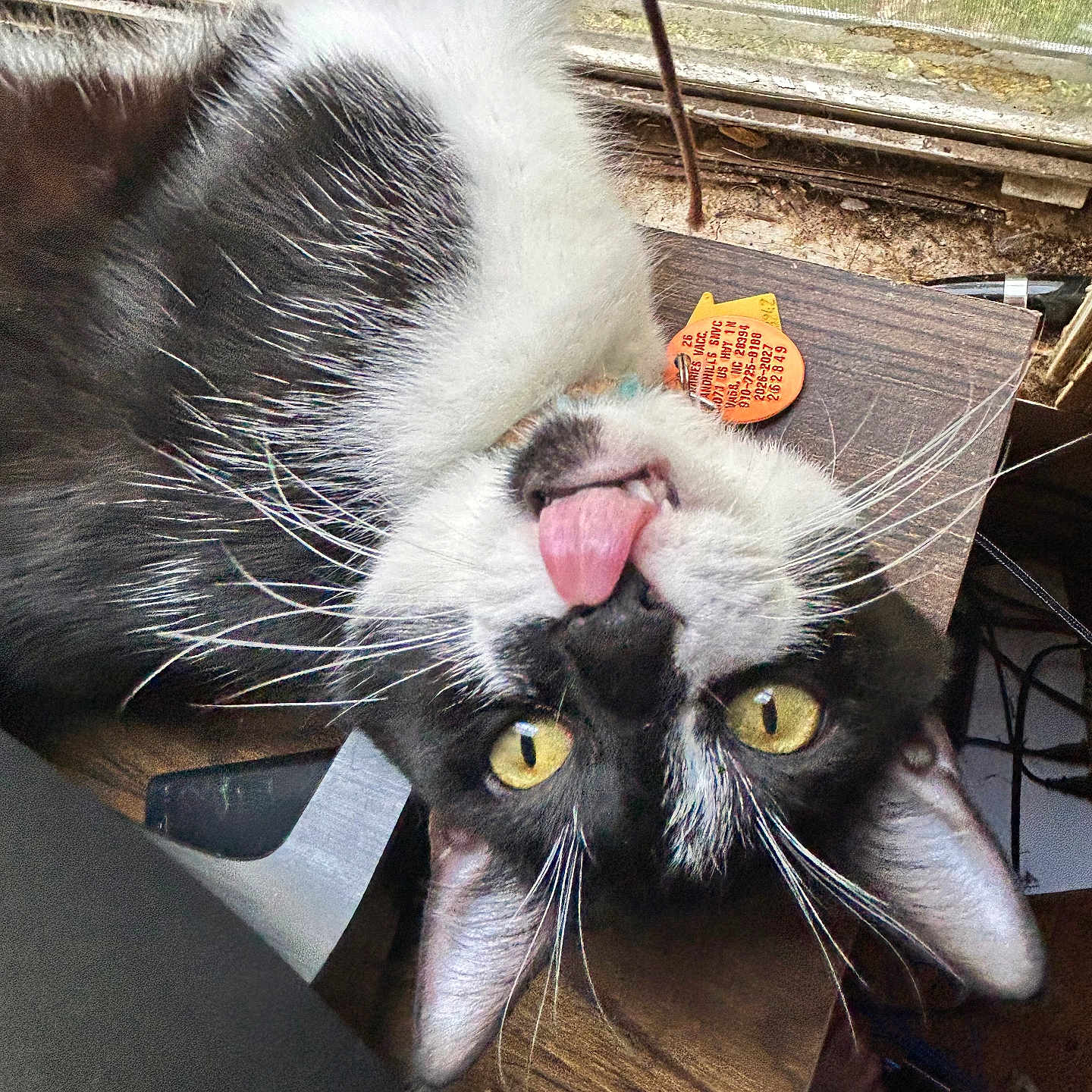 Obi is registered to the contest to win money with this photo: cat, black_and_white, tongue_out, upside_down, yellow_eyes, whiskers, wooden_surface, window, screen, indoor, pet, playful, curious, close_up, feline, animal, domestic, cute, messy_background, ears