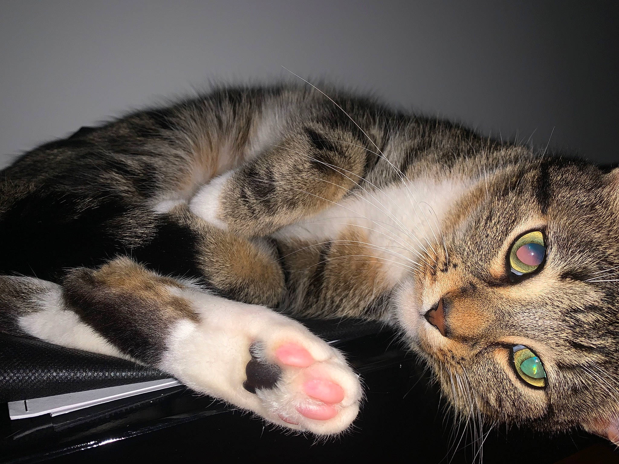 Tiger joined the competition — help win amazing prizes! carnivore, cat, claw, close_up, comfort, domestic_short_haired_cat, felidae, fur, paw, small_to_medium_sized_cats, snout, terrestrial_animal, vertebrate, whiskers