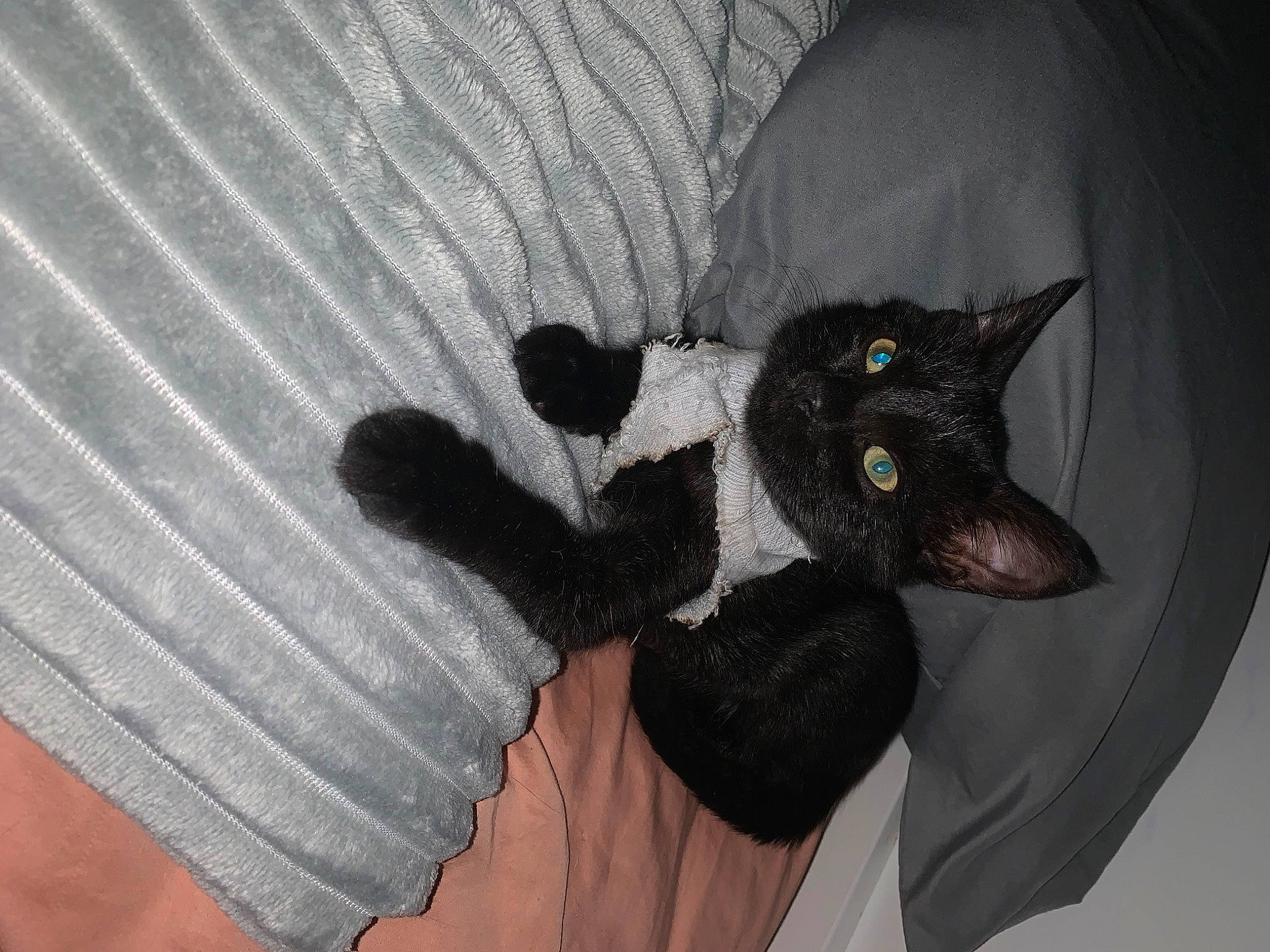 Eevee joined the competition — help win amazing prizes! art, black_cat, bombay, canidae, carnivore, cat, claw, comfort, dog_breed, domestic_short_haired_cat, felidae, fur, gesture, paw, small_to_medium_sized_cats, snout, tail, toy, whiskers, wrist