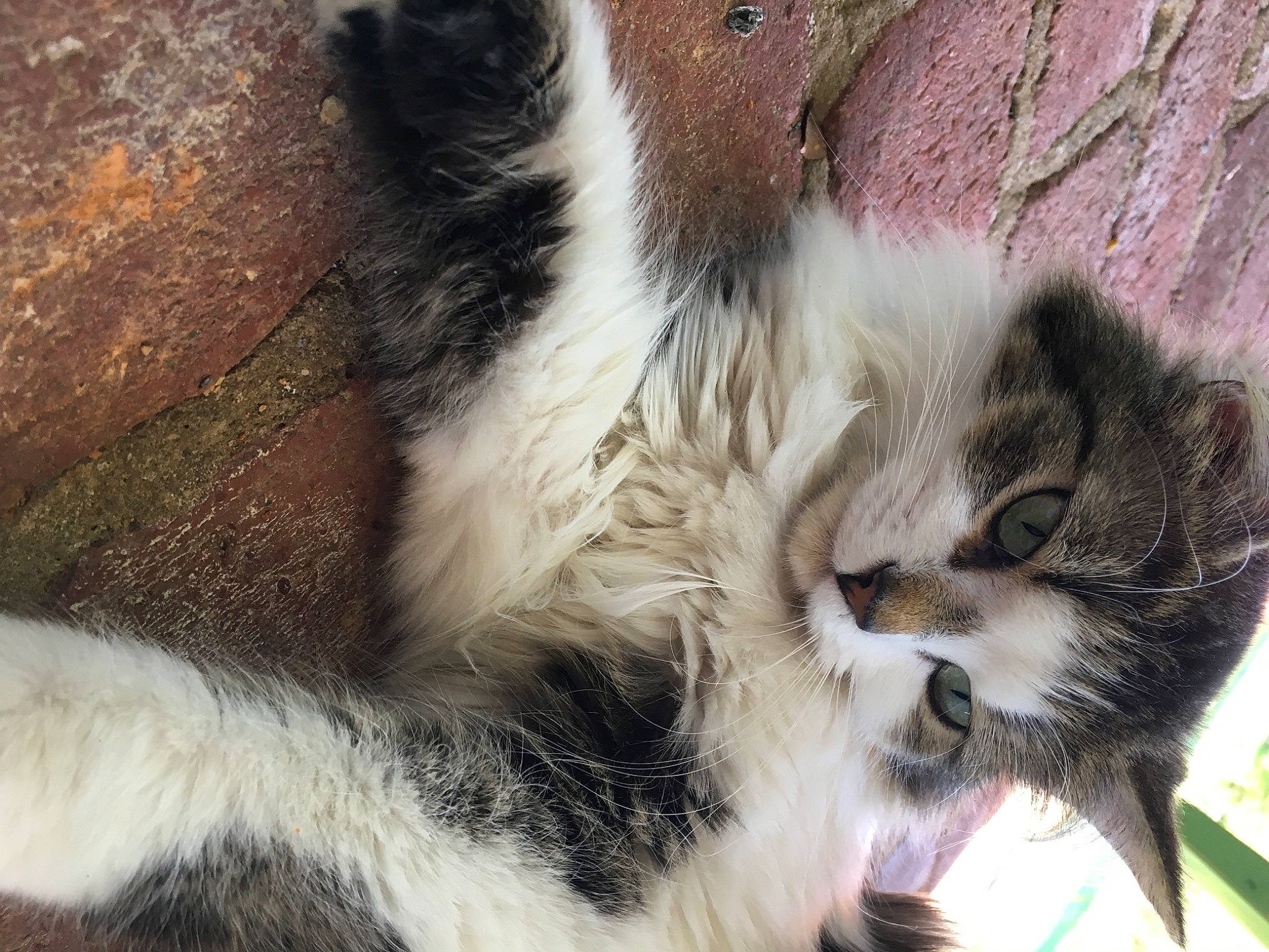 Ariel is registered to the contest to win money with this photo: carnivore, cat, claw, comfort, domestic_short_haired_cat, felidae, fur, nap, paw, small_to_medium_sized_cats, snout, tail, terrestrial_animal, whiskers