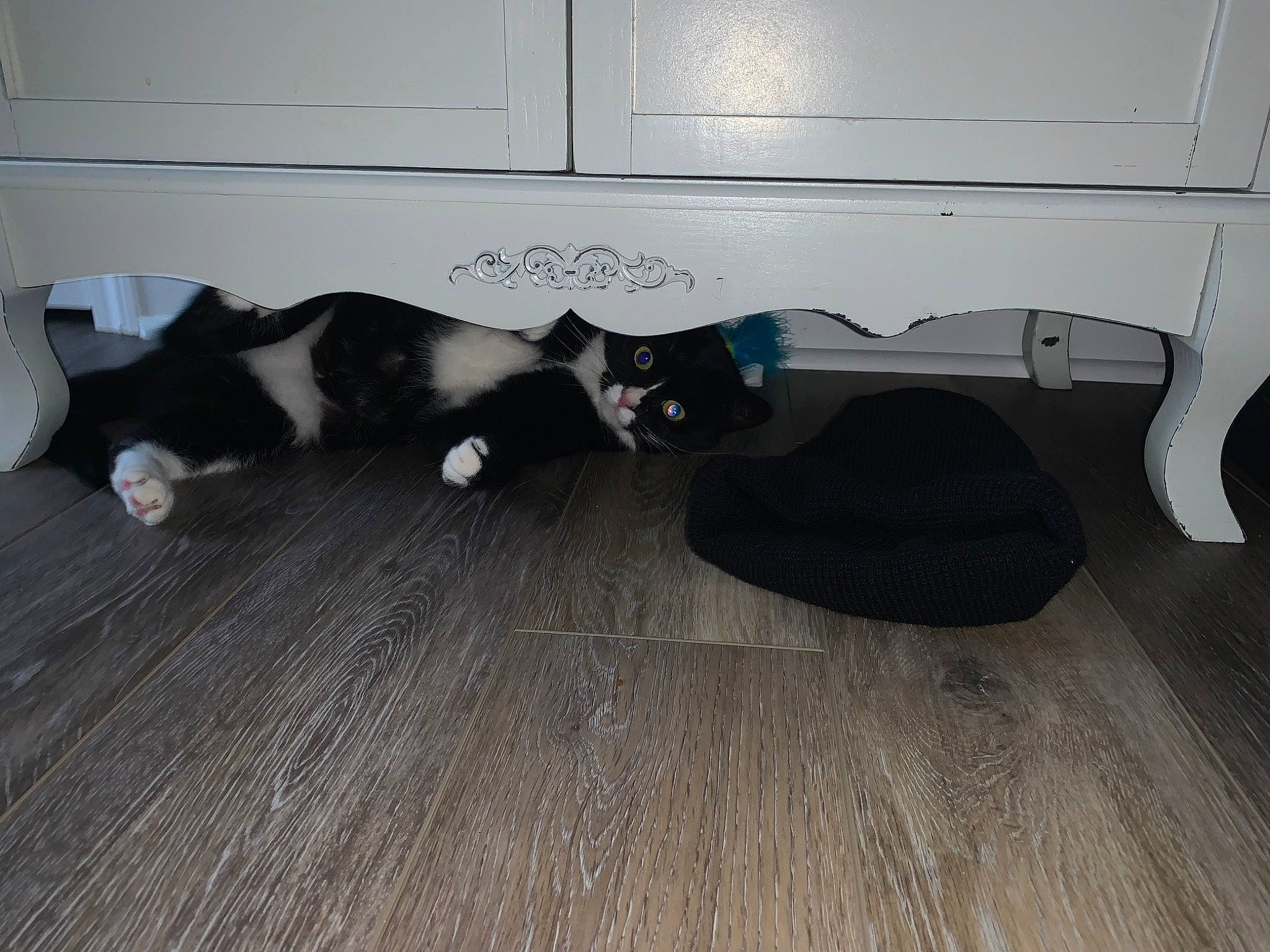 Sparky is registered to the contest to win money with this photo: automotive_tire, carnivore, cat, comfort, companion_dog, dog_breed, domestic_short_haired_cat, felidae, fender, floor, flooring, fur, hardwood, laminate_flooring, small_to_medium_sized_cats, tail, vehicle_door, whiskers, wood, wood_flooring