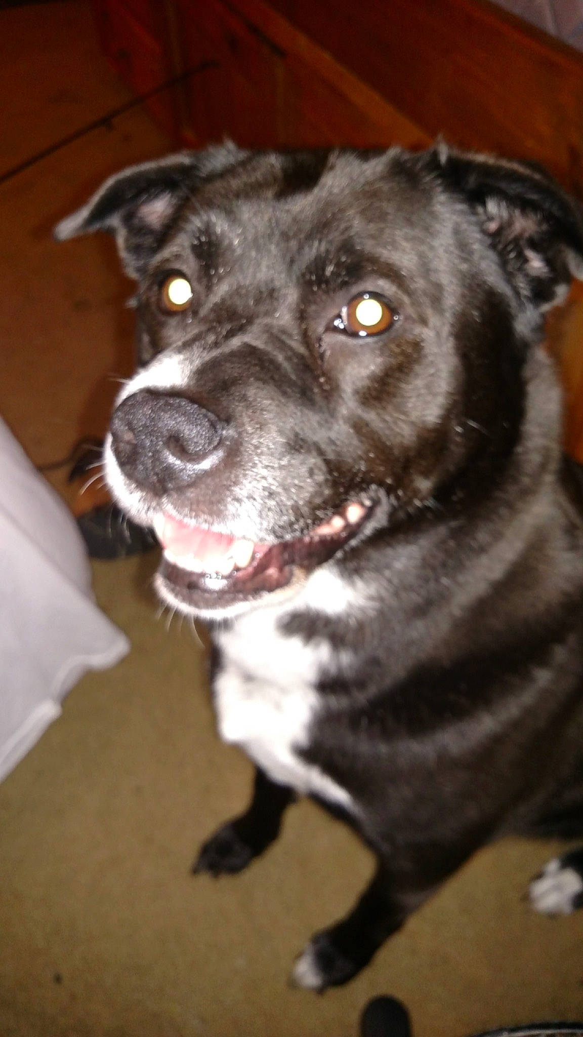 Baha joined the competition — help win amazing prizes! borador, carnivore, collar, companion_dog, dog, dog_breed, dog_collar, fur, guard_dog, leash, non_sporting_group, snout, sporting_group, whiskers, working_animal, working_dog