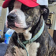 Archie is registered to the contest to win money with this photo: dog, brindle, cap, red_cap, collar, indoor, pet, canine, closeup, animal, household, furniture, domestic, portrait, sitting, calm, face, whiskers, ears, cute