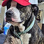dog, brindle, cap, red_cap, collar, indoor, pet, canine, closeup, animal, household, furniture, domestic, portrait, sitting, calm, face, whiskers, ears, cute