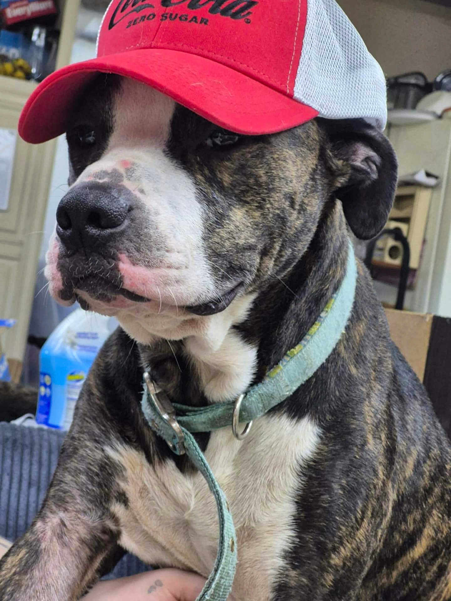 Archie