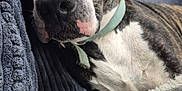 Archie joined the competition — help win amazing prizes! dog, sleeping, brindle, collar, closeup, couch, blanket, indoor, pet, resting, fur, snout, nose, relaxation, cozy, domestic, comfort, animal, mammal, companion