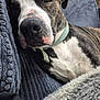 dog, sleeping, brindle, collar, closeup, couch, blanket, indoor, pet, resting, fur, snout, nose, relaxation, cozy, domestic, comfort, animal, mammal, companion