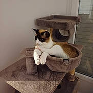 Caramel a rejoint le concours — aidez-le/la à gagner de superbes lots ! abyssinian, animal, architecture, armchair, cat, chair, couch, fountain, furniture, hardwood, homedecor, indoors, kitten, manx, pet, plywood, shelf, siamese, sink, wood