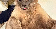 Ava joined the competition — help win amazing prizes! cat, brown_cat, fluffy, pet, animal, indoor, cute, tongue_out, lying_down, close_up, fur, whiskers, ears, eyes, relaxed, funny, tongue, paw, mammal, companion