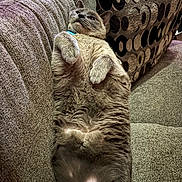 Ava is registered to the contest to win money with this photo: cat, gray_cat, pet, lying_down, belly_up, couch, sofa, furniture, indoor, relaxed, cozy, patterned_pillow, fur, whiskers, ears, paw, closeup, comfortable, domestic_animal, resting