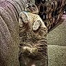 cat, gray_cat, pet, lying_down, belly_up, couch, sofa, furniture, indoor, relaxed, cozy, patterned_pillow, fur, whiskers, ears, paw, closeup, comfortable, domestic_animal, resting