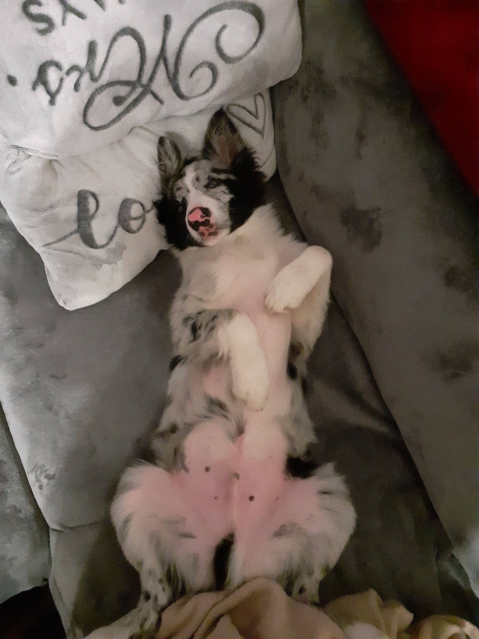 Atila participe au concours pour gagner de l'argent avec cette photo : canidae, carnivore, dog_breed, fur, paw, photo_caption