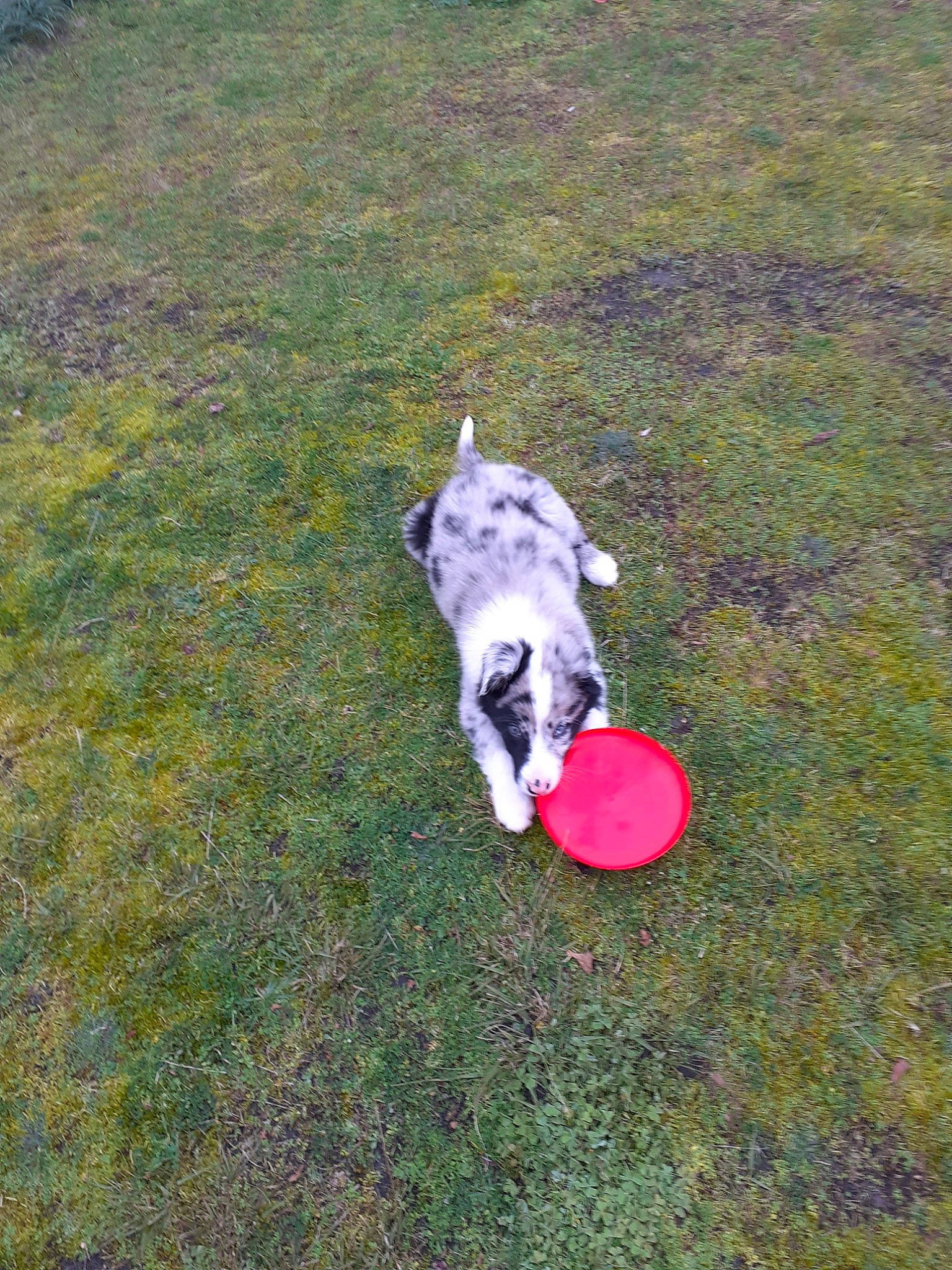 Atila participe au concours pour gagner de l'argent avec cette photo : australian_shepherd, canidae, carnivore, dog, dog_breed, mammal, non_sporting_group, puppy, sporting_group, tail, working_dog