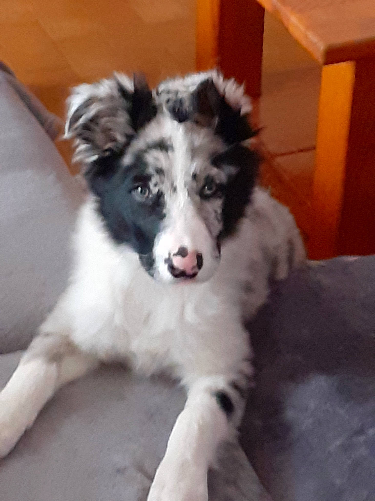 Atila participe au concours pour gagner de l'argent avec cette photo : australian_collie, australian_shepherd, border_collie, canidae, carnivore, companion_dog, dog, dog_breed, herding_dog, mammal, miniature_australian_shepherd, puppy, rare_breed_dog, scotch_collie, sporting_group, stabyhoun, tornjak, vertebrate, working_dog