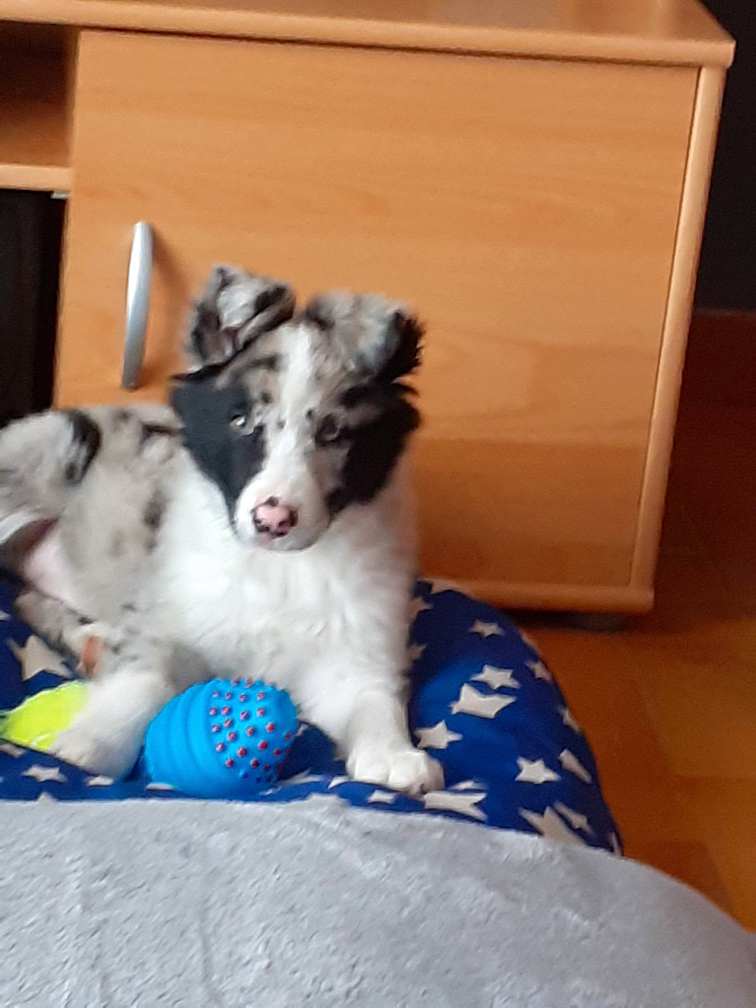 Atila a rejoint le concours — aidez-le/la à gagner de superbes lots ! australian_shepherd, border_collie, canidae, carnivore, companion_dog, dog, dog_breed, mammal, puppy, rare_breed_dog, shetland_sheepdog, sporting_group, vertebrate