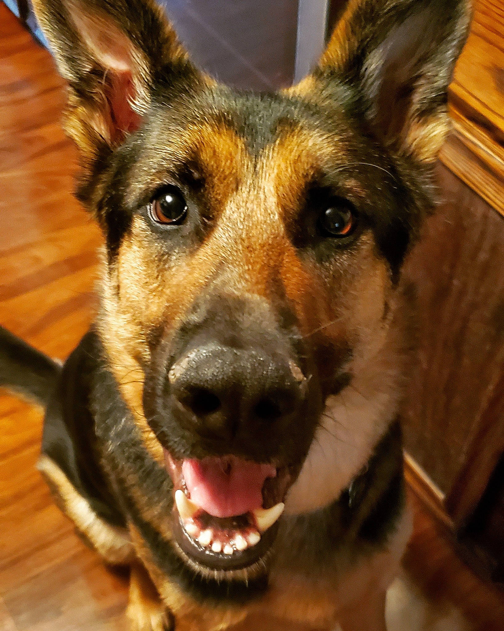 Daryl joined the competition — help win amazing prizes! canidae, carnivore, dog, dog_breed, ear, east_european_shepherd, german_shepherd_dog, king_shepherd, koolie, kunming_wolfdog, mammal, rare_breed_dog, snout, vertebrate, whiskers, working_dog