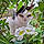 Hermine