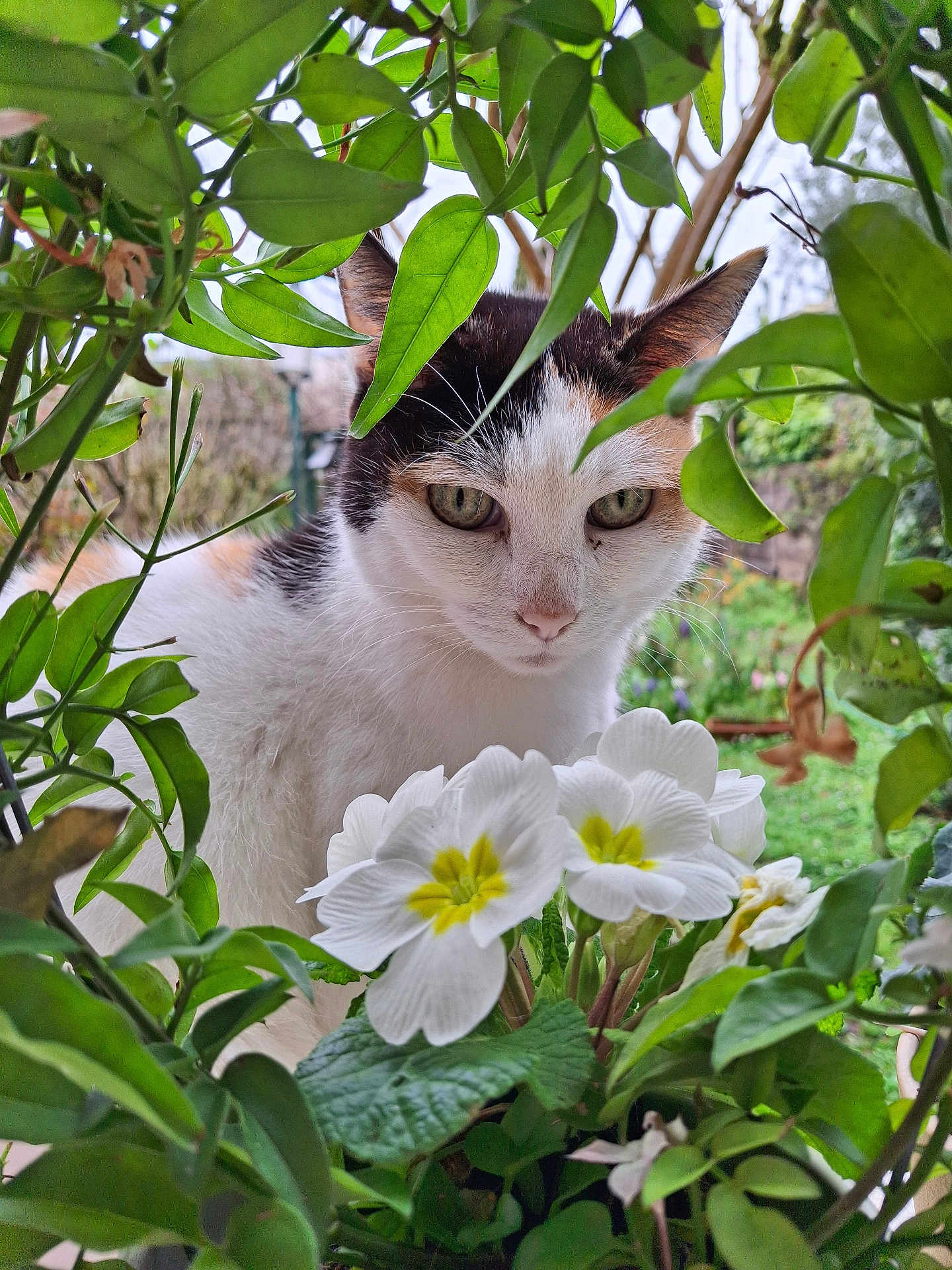 Hermine