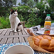 Hermine participe au concours pour gagner de l'argent avec cette photo : cat, calico_cat, wooden_table, garden, greenery, orange_juice, bread, coffee, cup, breakfast, outdoor, plants, tray, knife, tablecloth, relaxation, nature, morning, food, beverage
