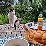 cat, calico_cat, wooden_table, garden, greenery, orange_juice, bread, coffee, cup, breakfast, outdoor, plants, tray, knife, tablecloth, relaxation, nature, morning, food, beverage