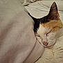 cat, calico, sleeping, resting, pillow, bed, white_bedding, fur, whiskers, cute, domestic_cat, pet, cozy, relaxed, indoor, close_up, animal, mammal, peaceful, soft