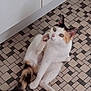 cat, calico, pet, animal, floor, tiled_floor, indoor, paw, grooming, tail, white_fur, orange_fur, black_fur, ears, whiskers, cute, looking_up, sitting, household, curious