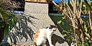 Hermine participe au concours pour gagner de l'argent avec cette photo : cat, calico_cat, brick, concrete_wall, shadow, sunlight, tree, leaves, outdoor, garden, animal, pet, feline, nature, daylight, wall, plant, tail, texture, blue_sky