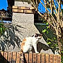 cat, calico_cat, brick, concrete_wall, shadow, sunlight, tree, leaves, outdoor, garden, animal, pet, feline, nature, daylight, wall, plant, tail, texture, blue_sky
