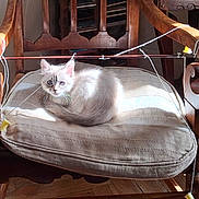 Athéna participe au concours pour gagner de l'argent avec cette photo : kitten, cat, blue_eyes, white_fur, cushion, wooden_chair, sunlight, indoor, pet, domestic, cozy, fur, resting, curled_up, string, handmade, furniture, floor, quiet, relaxation