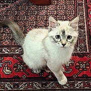 Athéna a rejoint le concours — aidez-le/la à gagner de superbes lots ! animal, blue_eyes, carpet, cat, curious, cute, domestic_cat, feline, fur, indoor, kitten, looking, patterned_rug, paw, pet, sitting, small, whiskers, white_fur, young